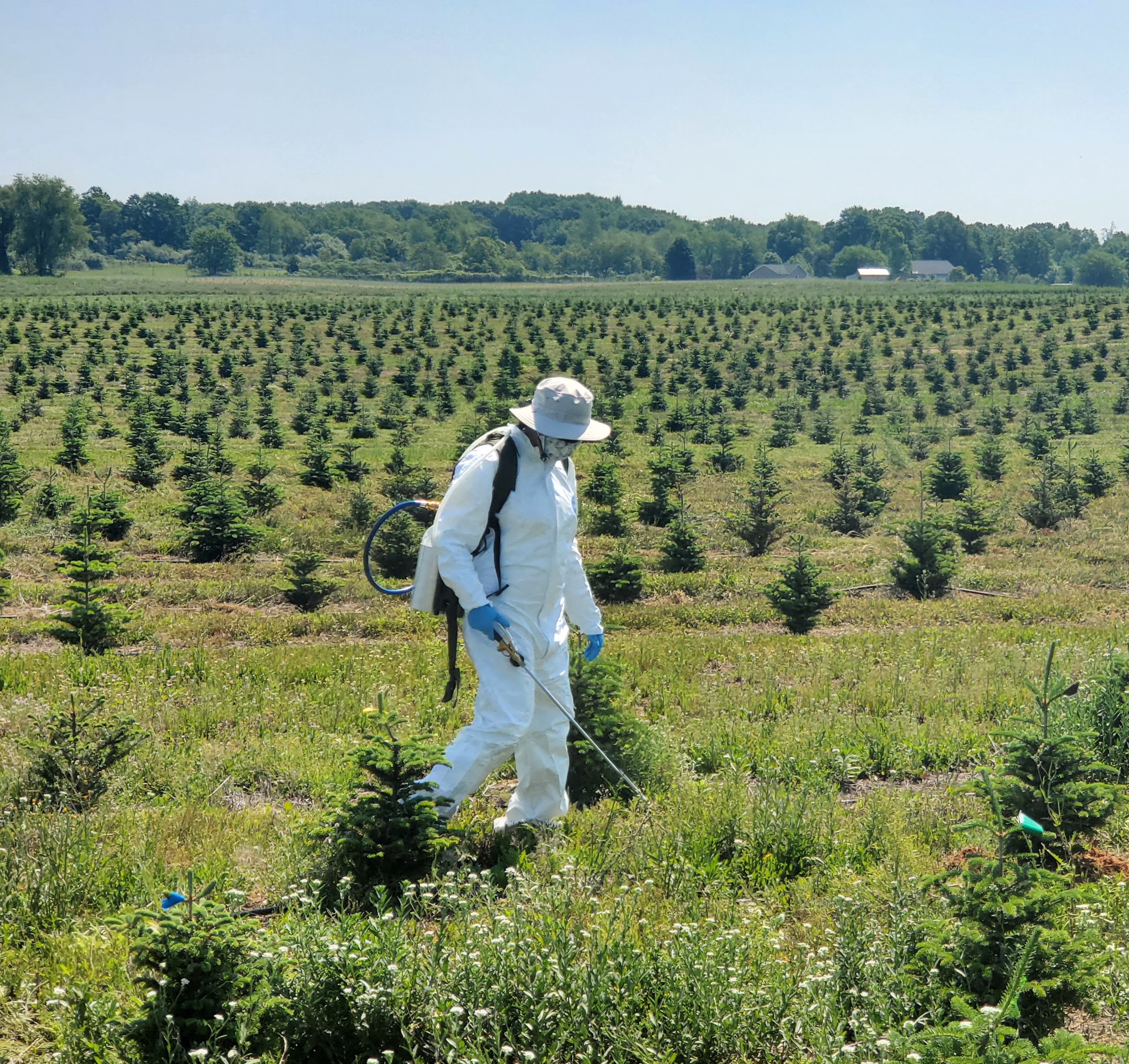 Christmas Trees 101: Weed Management - Christmas Trees